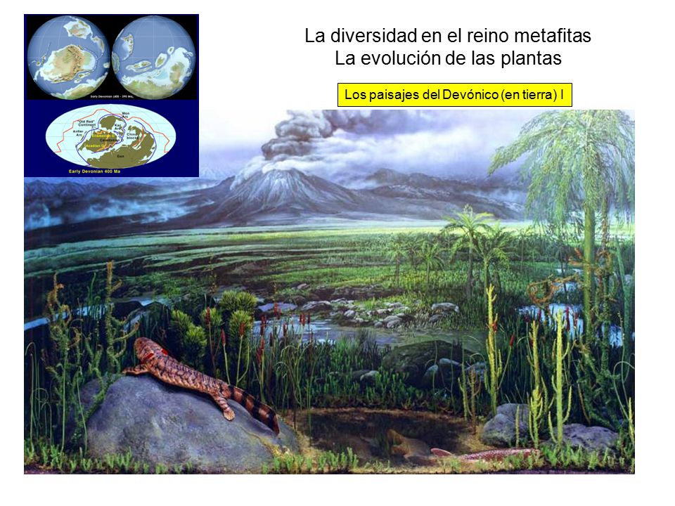 La diversidad en el reino metafitas La evolución de las plantas