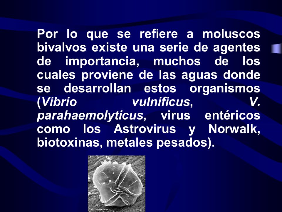 Por lo que se refiere a moluscos bivalvos existe una serie de agentes de importancia, muchos de los cuales proviene de las aguas donde se desarrollan estos organismos (Vibrio vulnificus, V.
