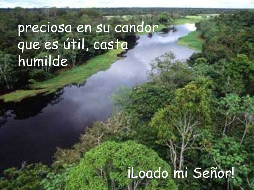 preciosa en su candor que es útil, casta humilde