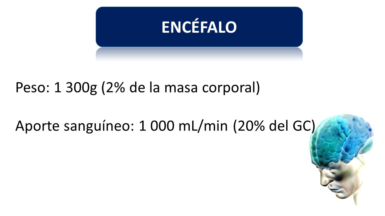ENCÉFALO Peso: 1 300g (2% de la masa corporal)