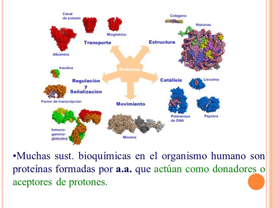 Muchas sust. bioquímicas en el organismo humano son proteínas formadas por a.a.