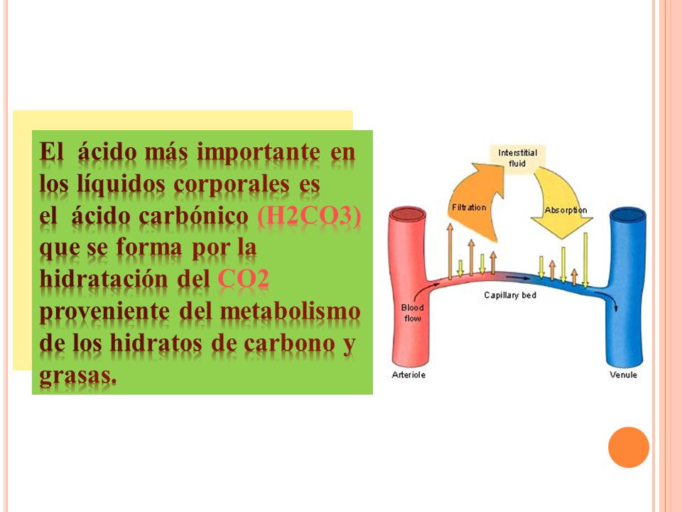 El ácido más importante en los líquidos corporales es el ácido carbónico (H2CO3) que se forma por la hidratación del CO2 proveniente del metabolismo de los hidratos de carbono y grasas.