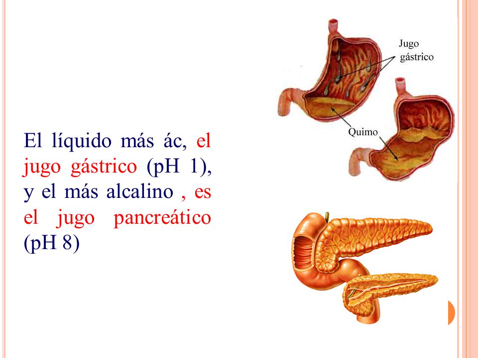 El líquido más ác, el jugo gástrico (pH 1), y el más alcalino , es el jugo pancreático (pH 8)