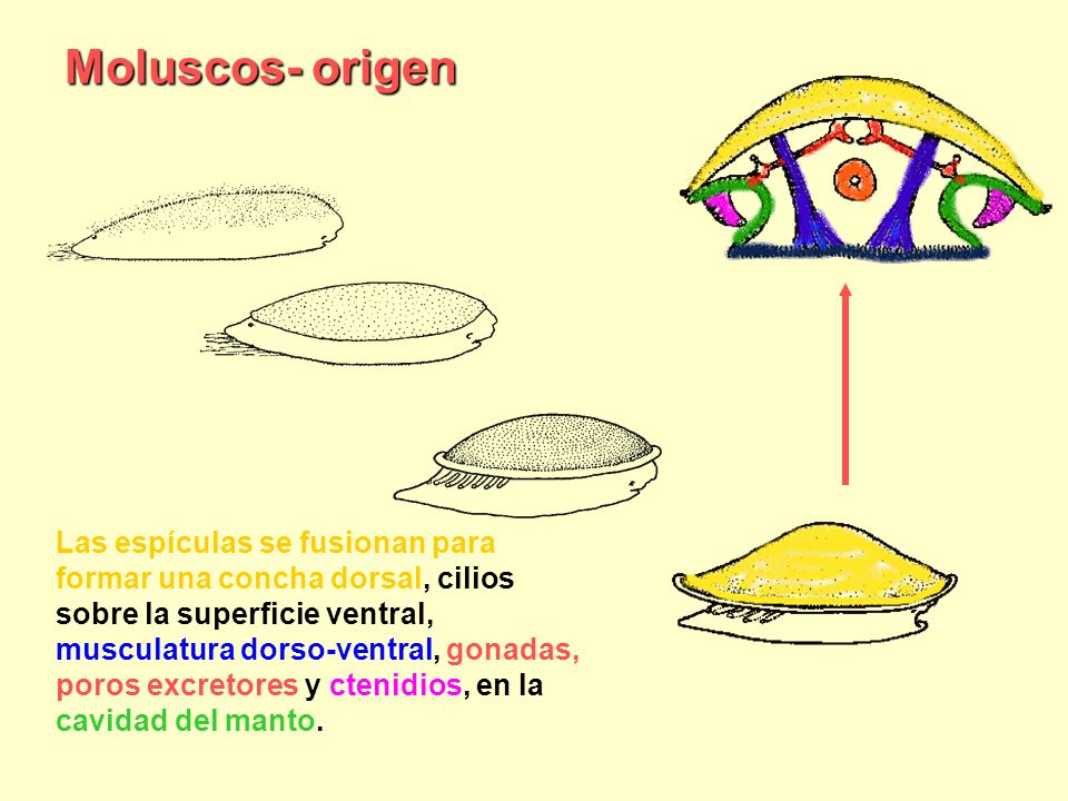 Moluscos- origen Copy and paste URL to link to original images at BIODIDAC.
