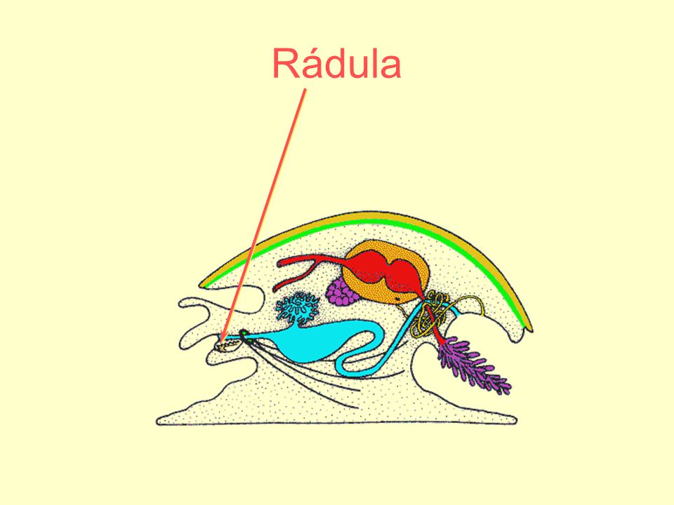 Rádula Copy and paste URL to link to original images at BIODIDAC