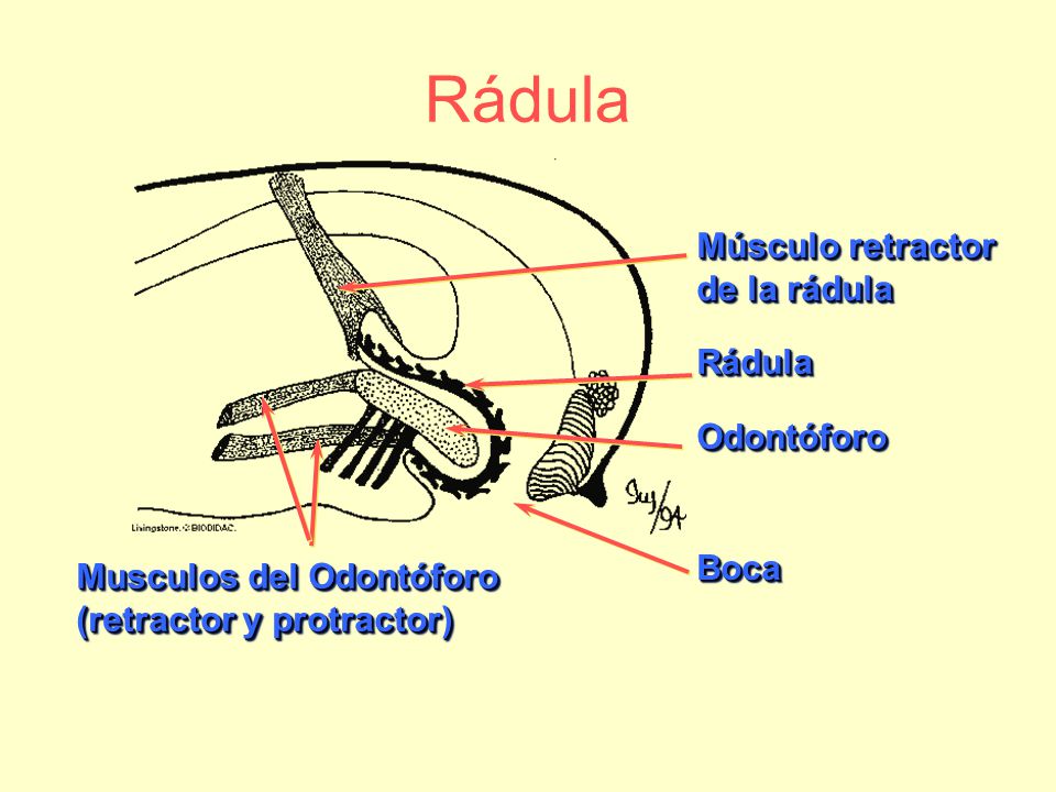 Rádula Músculo retractor de la rádula Rádula Odontóforo Boca