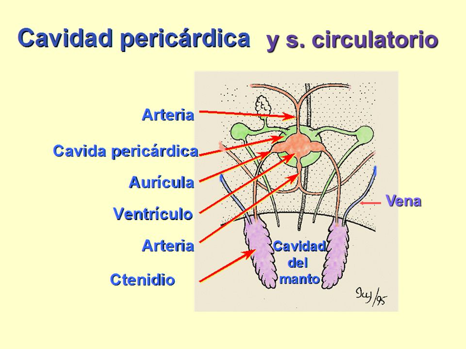 y s. circulatorio Copy and paste URL to link to original images at BIODIDAC.