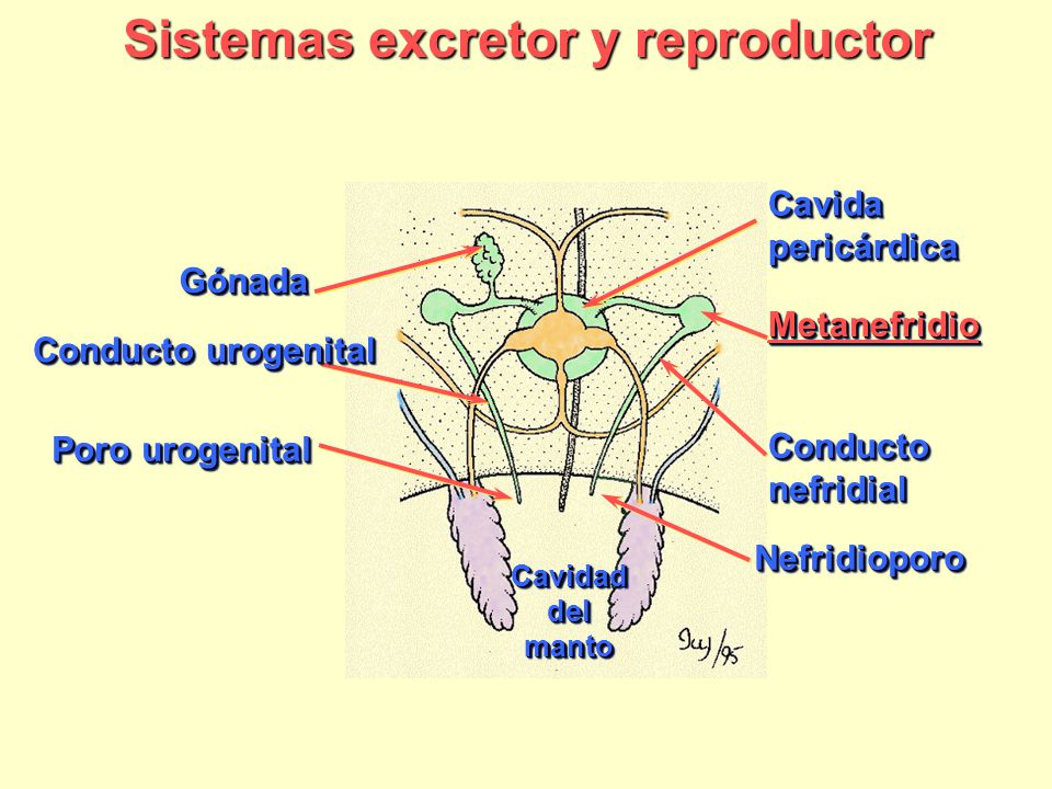 Sistemas excretor y reproductor
