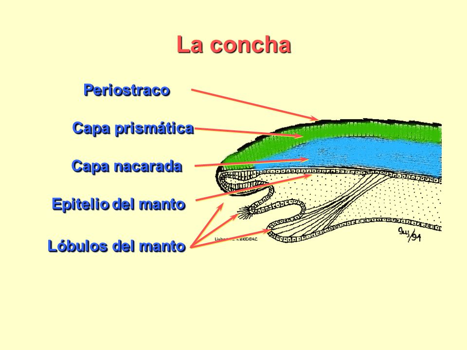La concha Periostraco Capa prismática Capa nacarada Epitelio del manto