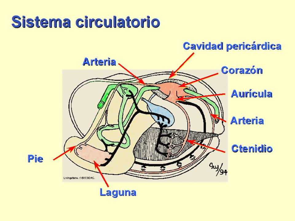 Copy and paste URL to link to original images at BIODIDAC