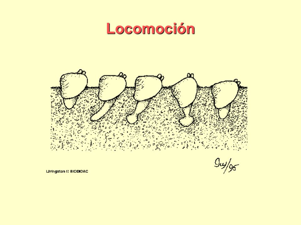 Locomoción Copy and paste URL to link to original images at BIODIDAC
