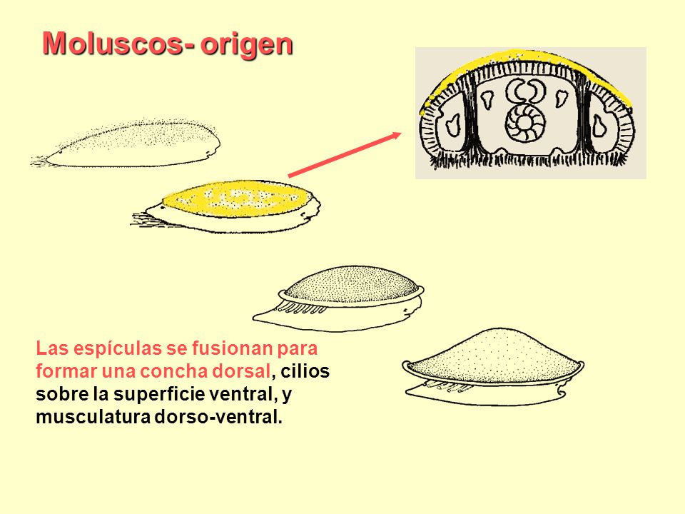 Moluscos- origen Copy and paste URL to link to original images at BIODIDAC.