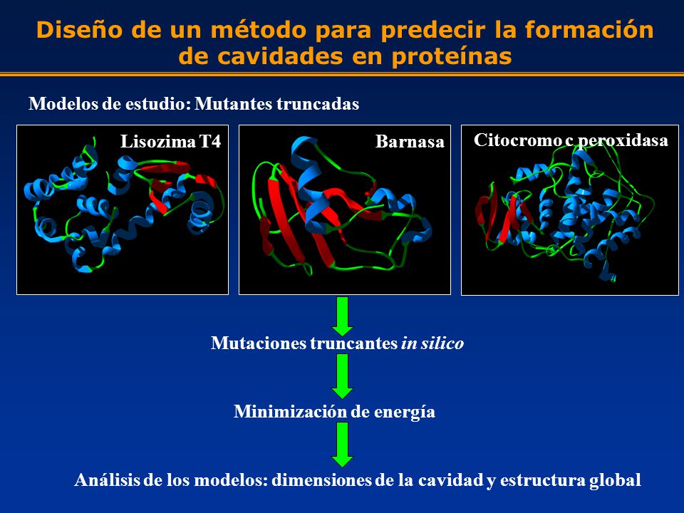 Diseño de un método para predecir la formación de cavidades en proteínas