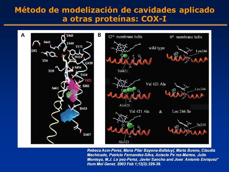 Método de modelización de cavidades aplicado a otras proteínas: COX-I