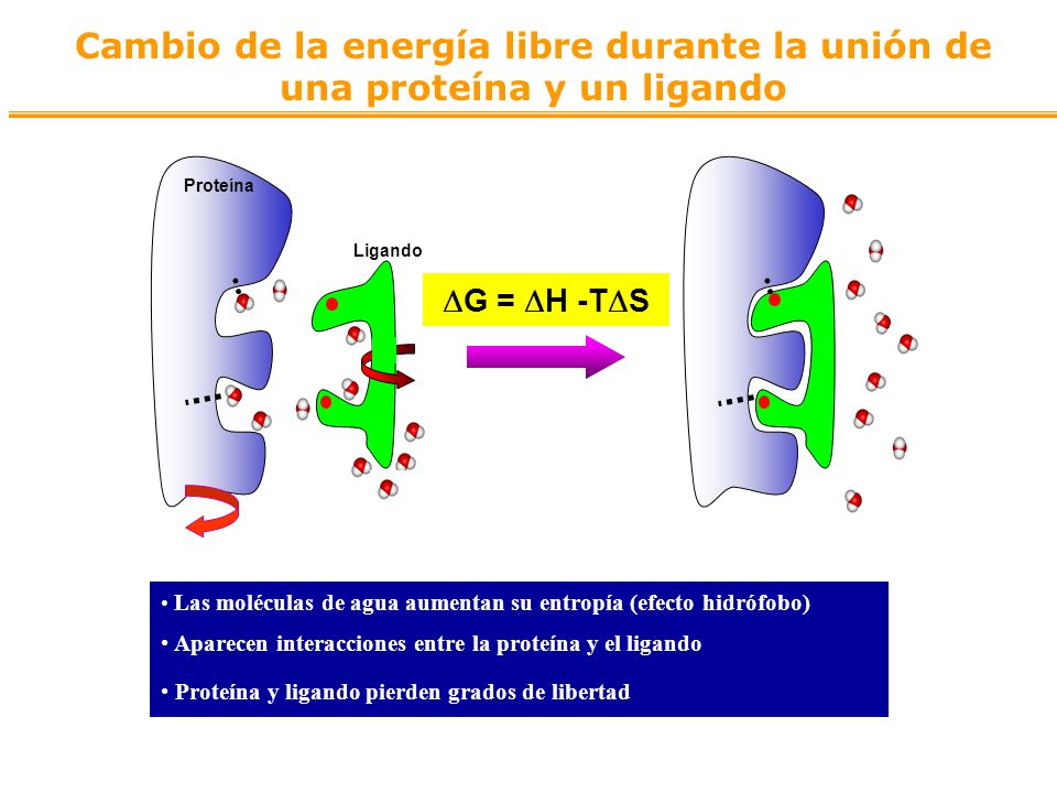 Cambio de la energía libre durante la unión de una proteína y un ligando