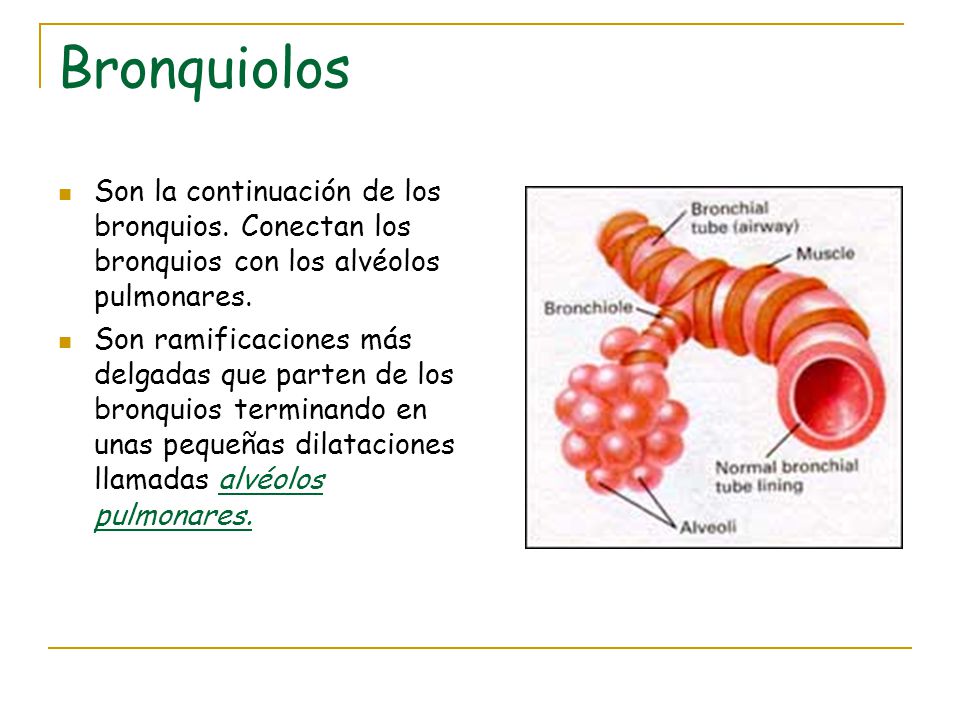 Bronquiolos Son la continuación de los bronquios. Conectan los bronquios con los alvéolos pulmonares.