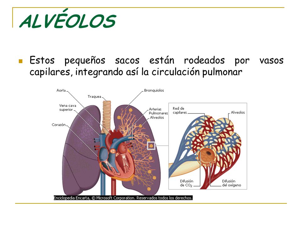 ALVÉOLOS Estos pequeños sacos están rodeados por vasos capilares, integrando así la circulación pulmonar.