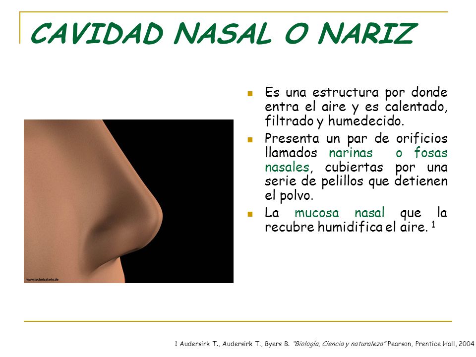 CAVIDAD NASAL O NARIZ Es una estructura por donde entra el aire y es calentado, filtrado y humedecido.