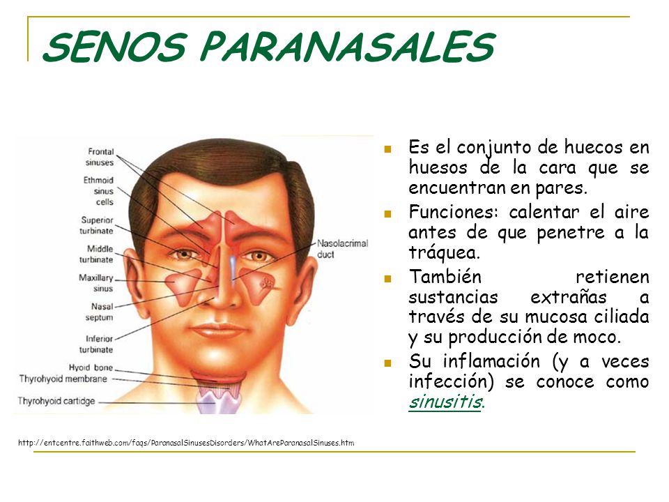SENOS PARANASALES Es el conjunto de huecos en huesos de la cara que se encuentran en pares.
