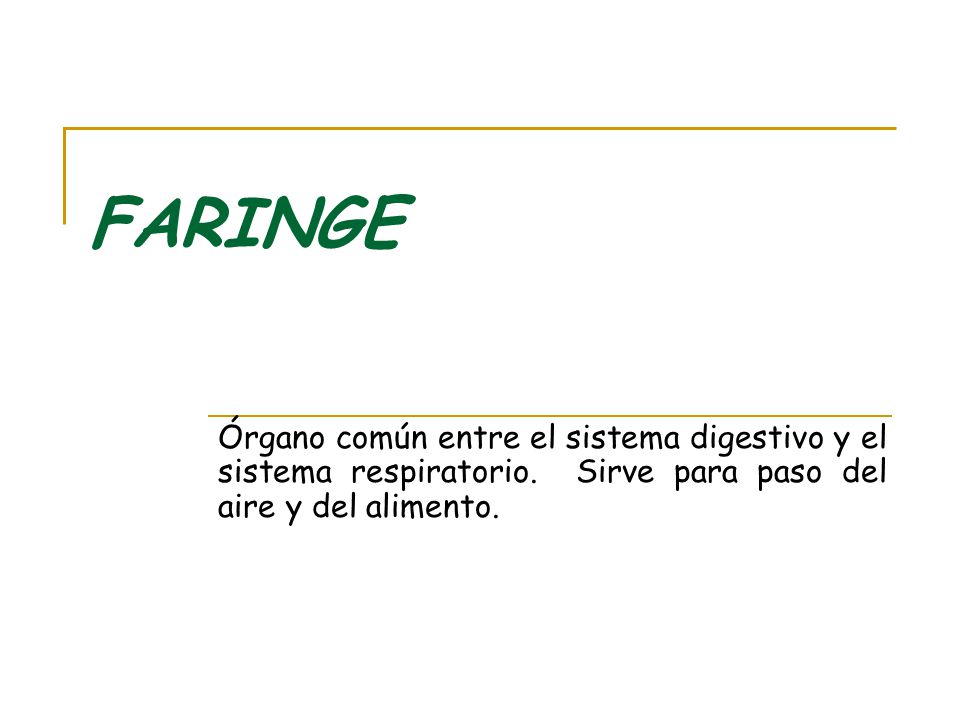FARINGE Órgano común entre el sistema digestivo y el sistema respiratorio.