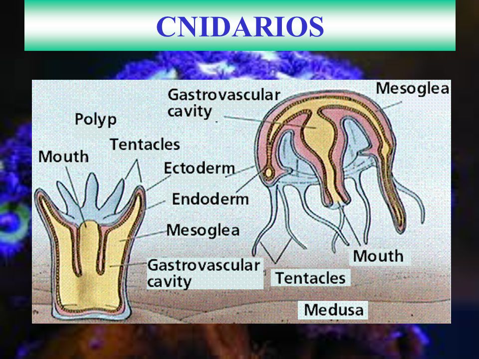 CNIDARIOS