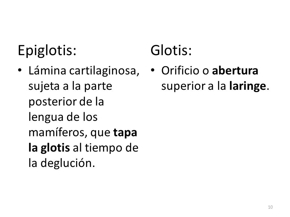 Epiglotis: Lámina cartilaginosa, sujeta a la parte posterior de la lengua de los mamíferos, que tapa la glotis al tiempo de la deglución.