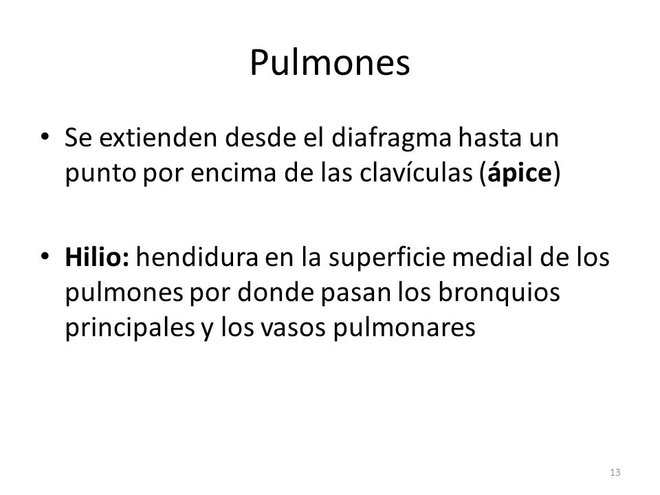 Pulmones Se extienden desde el diafragma hasta un punto por encima de las clavículas (ápice)