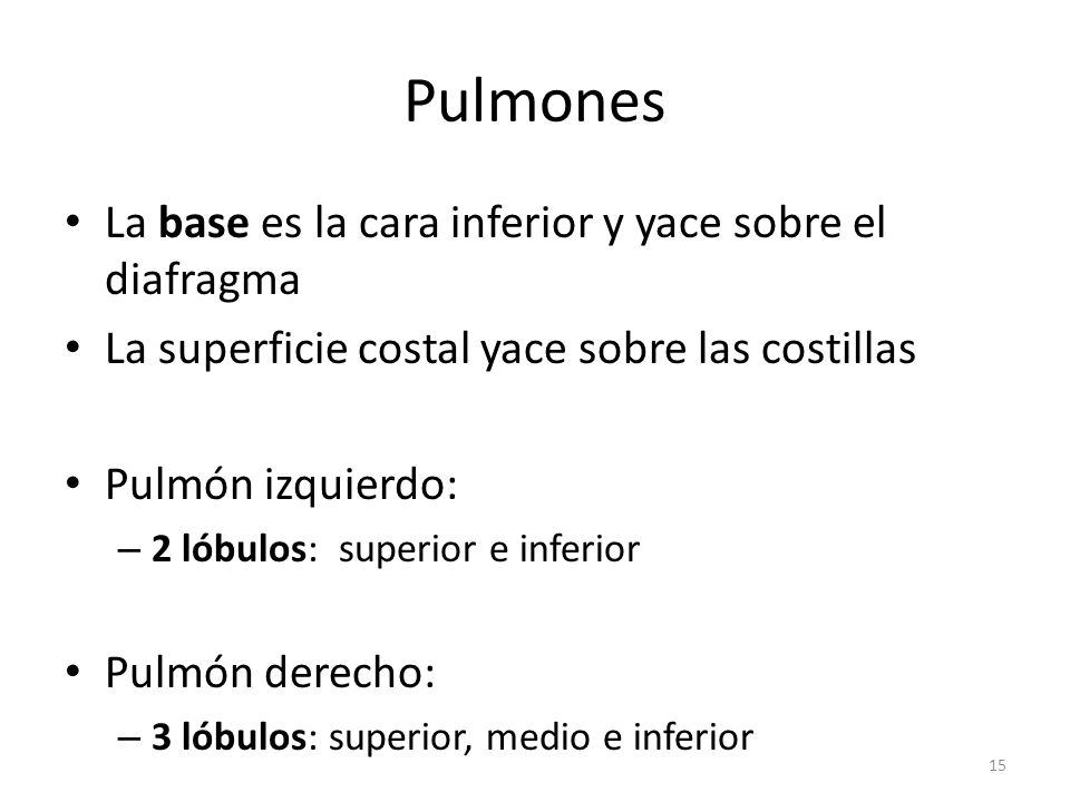 Pulmones La base es la cara inferior y yace sobre el diafragma