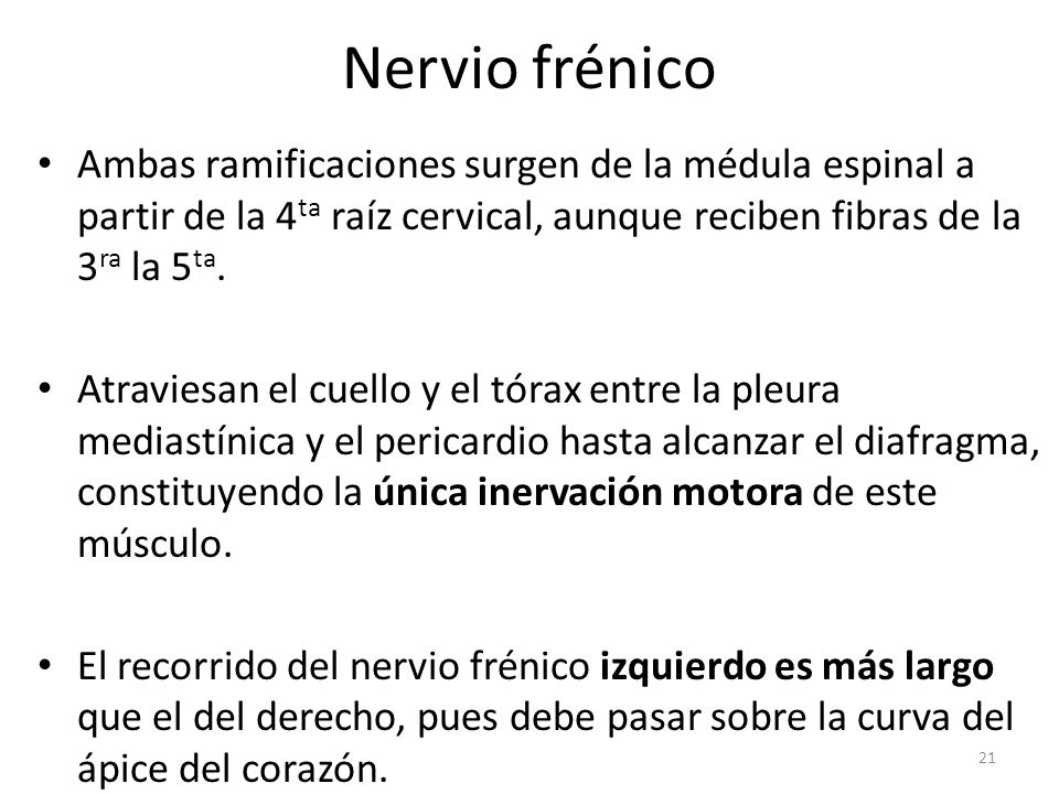 Nervio frénico Ambas ramificaciones surgen de la médula espinal a partir de la 4ta raíz cervical, aunque reciben fibras de la 3ra la 5ta.