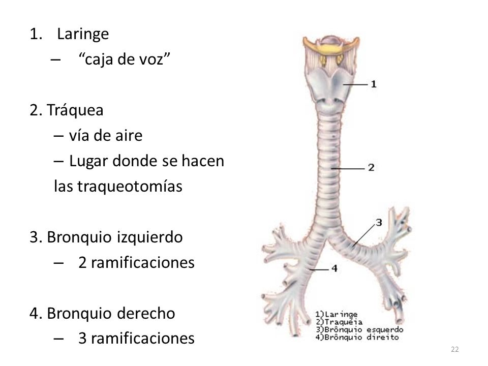 Laringe caja de voz 2. Tráquea. vía de aire. Lugar donde se hacen. las traqueotomías. 3. Bronquio izquierdo.