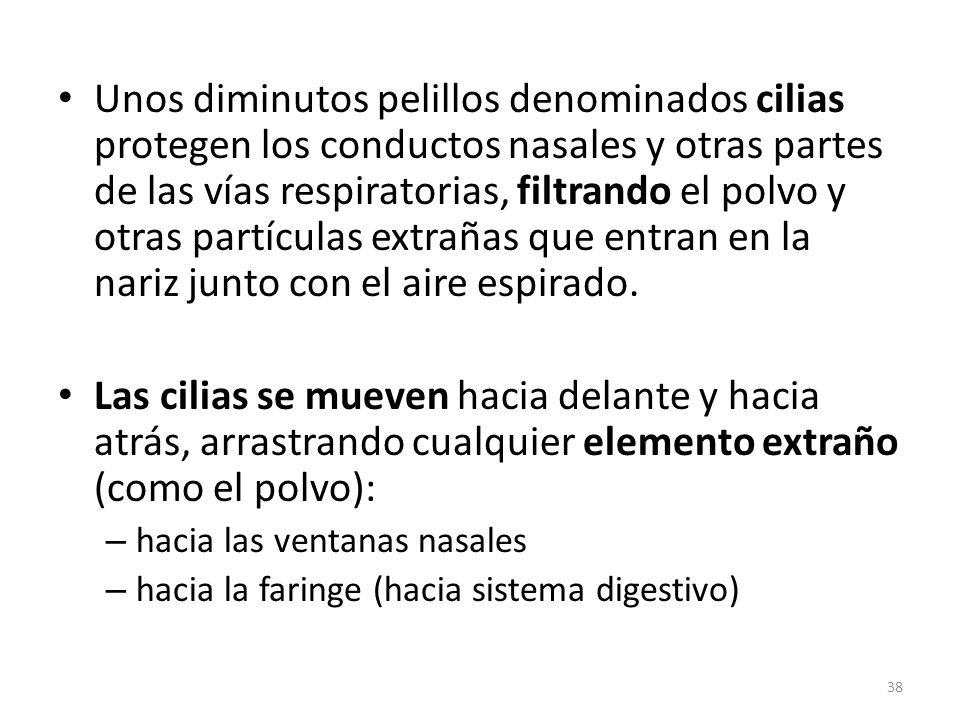 Unos diminutos pelillos denominados cilias protegen los conductos nasales y otras partes de las vías respiratorias, filtrando el polvo y otras partículas extrañas que entran en la nariz junto con el aire espirado.
