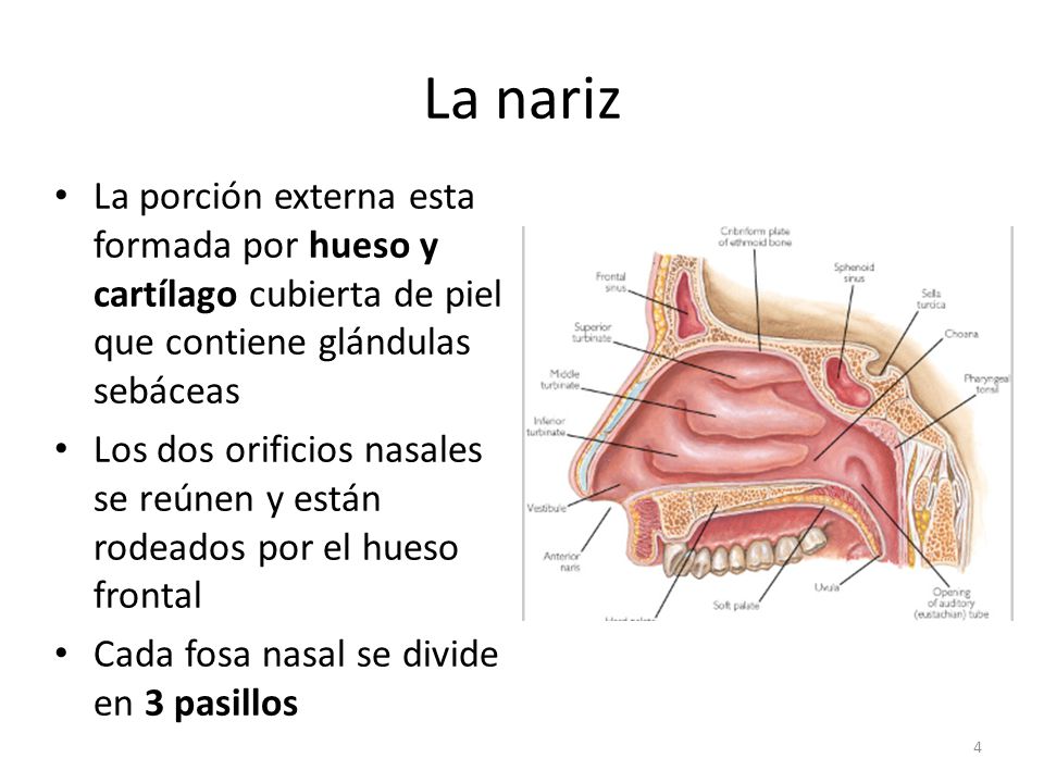 La nariz La porción externa esta formada por hueso y cartílago cubierta de piel que contiene glándulas sebáceas.