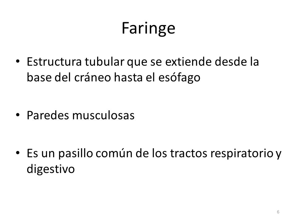 Faringe Estructura tubular que se extiende desde la base del cráneo hasta el esófago. Paredes musculosas.