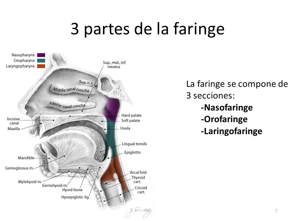 3 partes de la faringe La faringe se compone de 3 secciones: