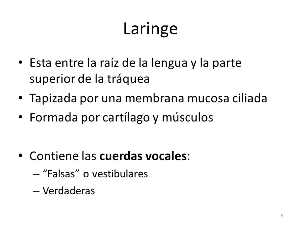 Laringe Esta entre la raíz de la lengua y la parte superior de la tráquea. Tapizada por una membrana mucosa ciliada.