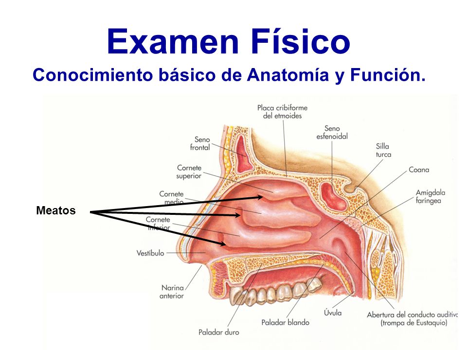 Examen Físico Conocimiento básico de Anatomía y Función. Meatos