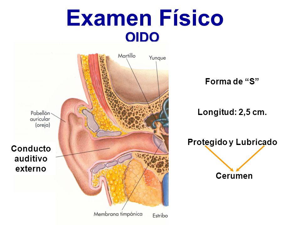Examen Físico OIDO Forma de S Longitud: 2,5 cm.
