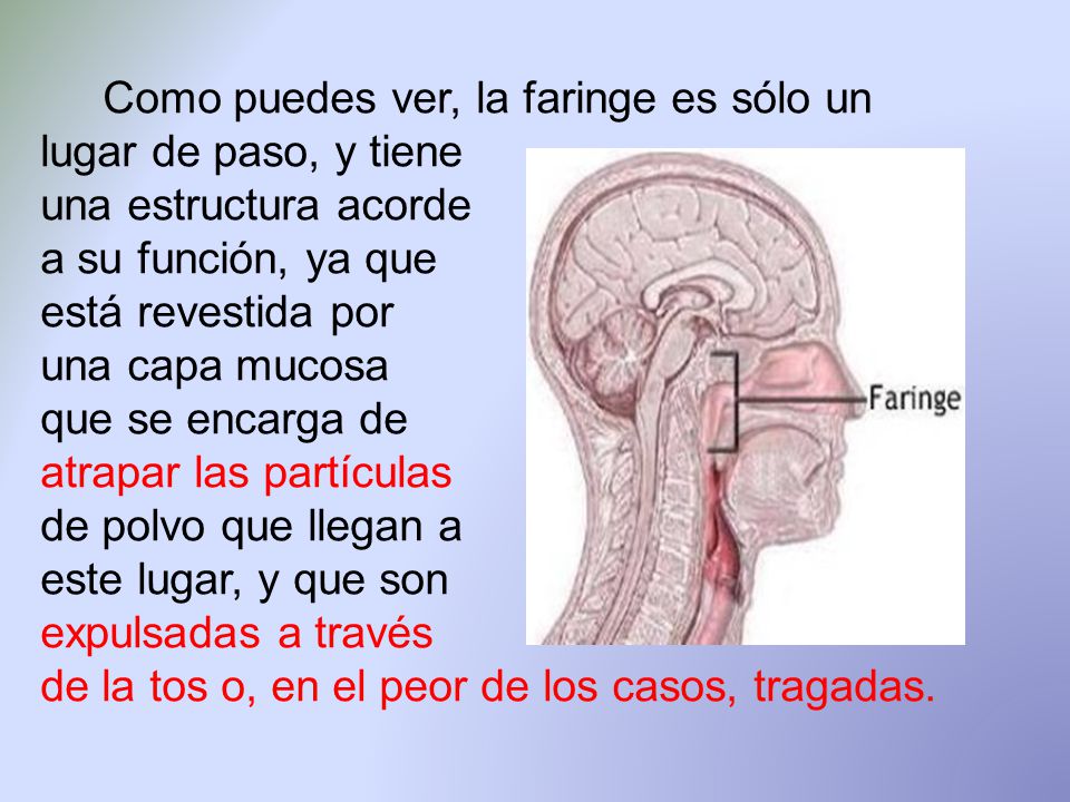 Como puedes ver, la faringe es sólo un lugar de paso, y tiene