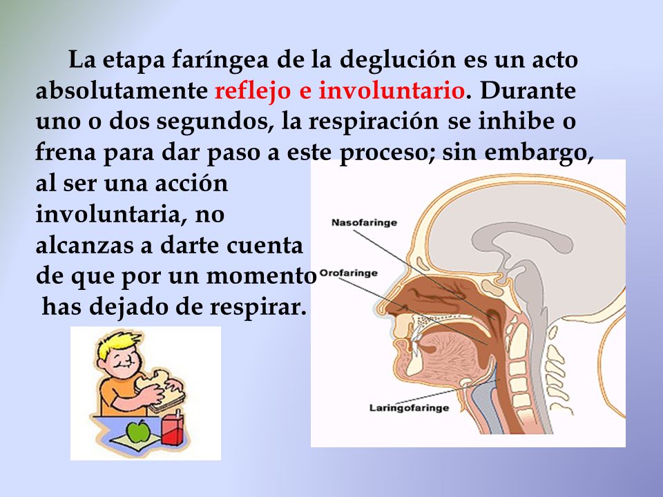 La etapa faríngea de la deglución es un acto absolutamente reflejo e involuntario. Durante uno o dos segundos, la respiración se inhibe o frena para dar paso a este proceso; sin embargo, al ser una acción