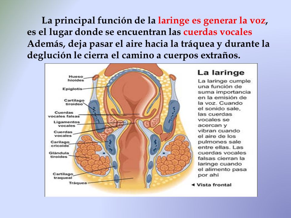 La principal función de la laringe es generar la voz, es el lugar donde se encuentran las cuerdas vocales