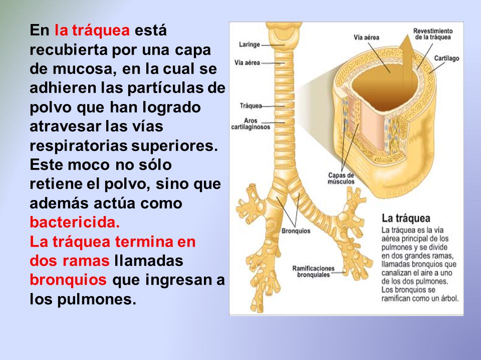 En la tráquea está recubierta por una capa de mucosa, en la cual se adhieren las partículas de polvo que han logrado atravesar las vías respiratorias superiores. Este moco no sólo retiene el polvo, sino que además actúa como bactericida.