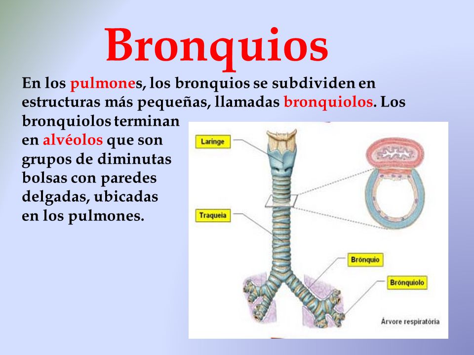 Bronquios En los pulmones, los bronquios se subdividen en estructuras más pequeñas, llamadas bronquiolos. Los bronquiolos terminan.