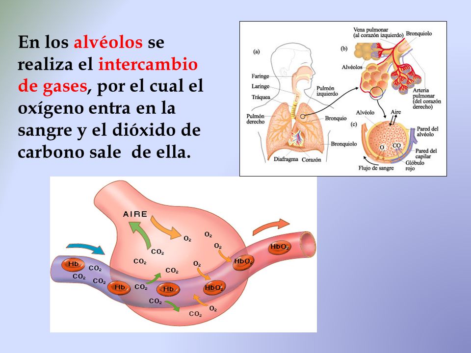 En los alvéolos se realiza el intercambio de gases, por el cual el oxígeno entra en la sangre y el dióxido de carbono sale de ella.