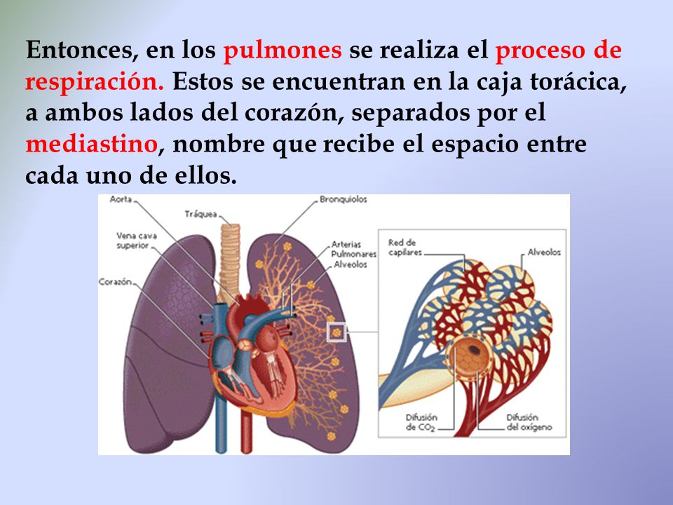 Entonces, en los pulmones se realiza el proceso de respiración