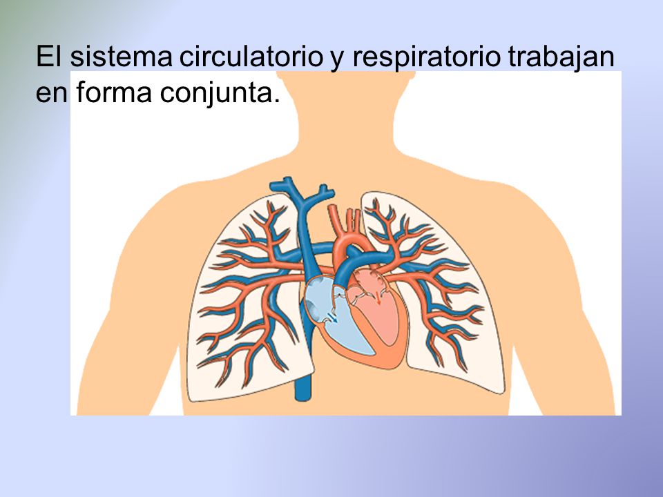 El sistema circulatorio y respiratorio trabajan en forma conjunta.
