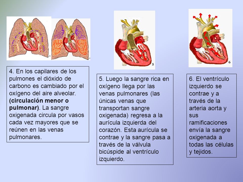 4. En los capilares de los pulmones el dióxido de carbono es cambiado por el oxígeno del aire alveolar. (circulación menor o pulmonar). La sangre oxigenada circula por vasos cada vez mayores que se reúnen en las venas pulmonares.