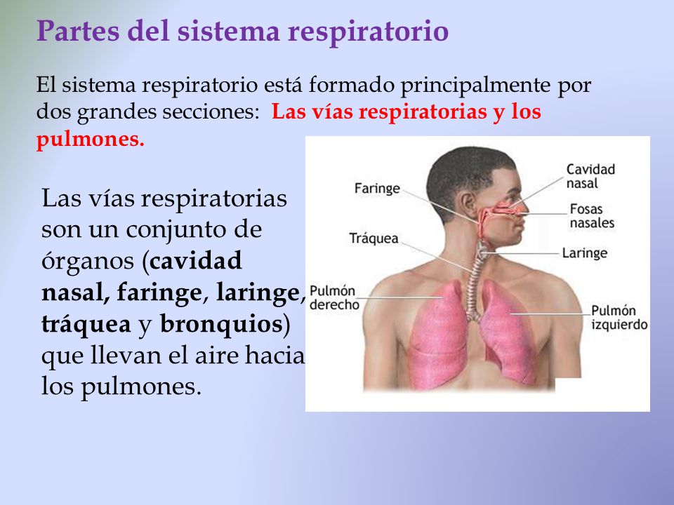 Partes del sistema respiratorio El sistema respiratorio está formado principalmente por dos grandes secciones: Las vías respiratorias y los pulmones.