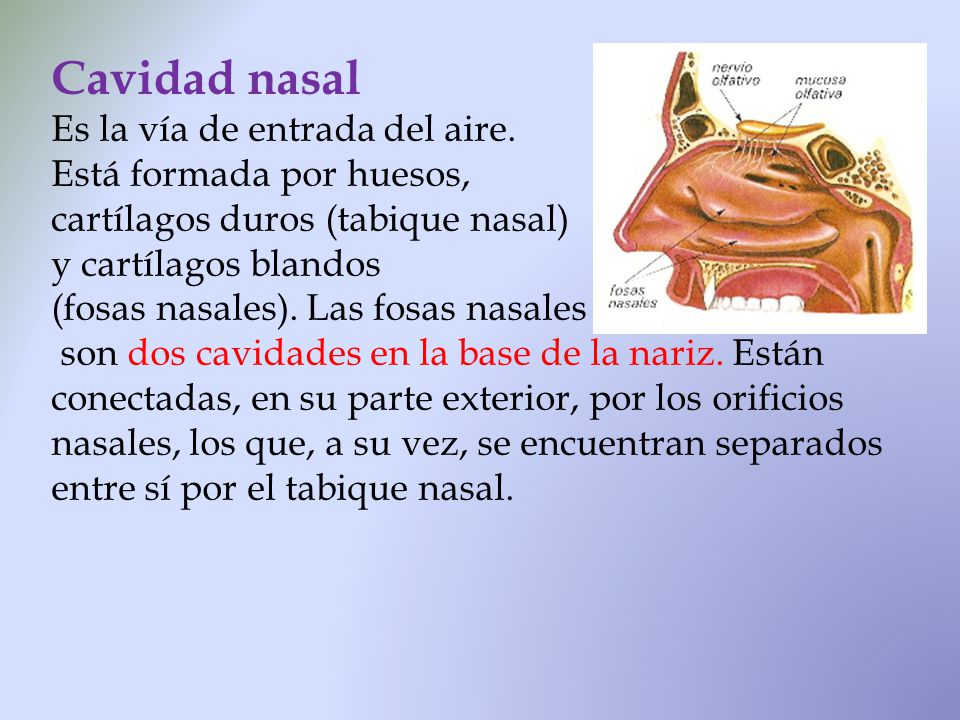Cavidad nasal Es la vía de entrada del aire. Está formada por huesos,