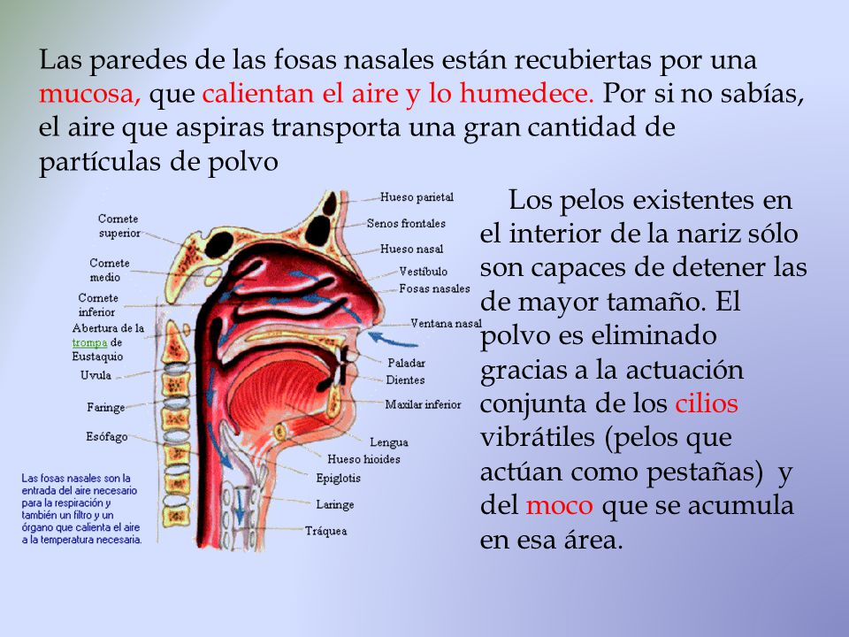Las paredes de las fosas nasales están recubiertas por una mucosa, que calientan el aire y lo humedece. Por si no sabías, el aire que aspiras transporta una gran cantidad de partículas de polvo