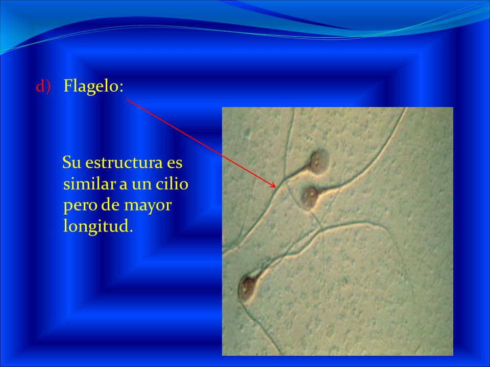 Flagelo: Su estructura es similar a un cilio pero de mayor longitud.